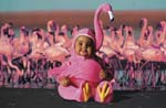TA221FlamingoCD58