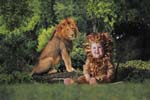TA233LionCD67