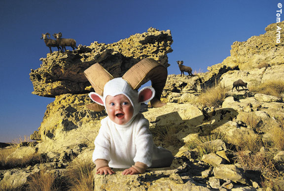 TA213SafariSheepCD52