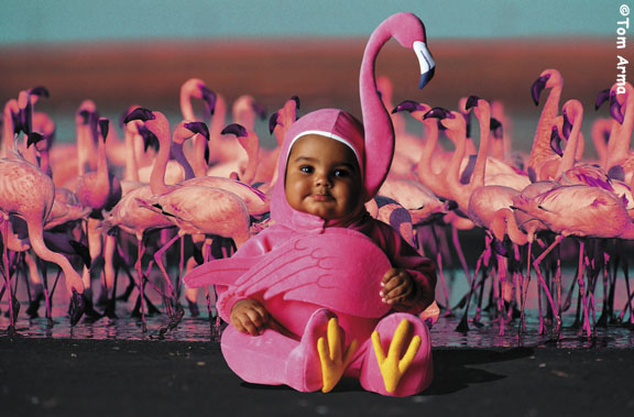 TA221FlamingoCD58
